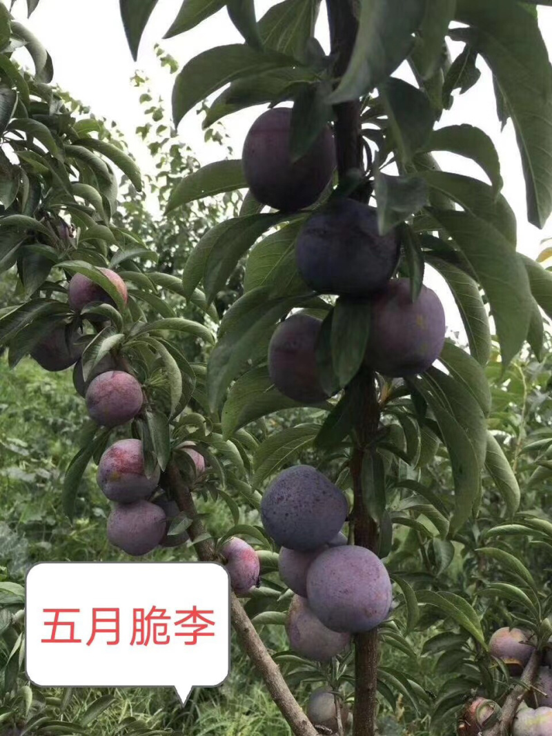 （🈶️好货）蜂糖李、红翠李、5⃣️月脆、青脆李