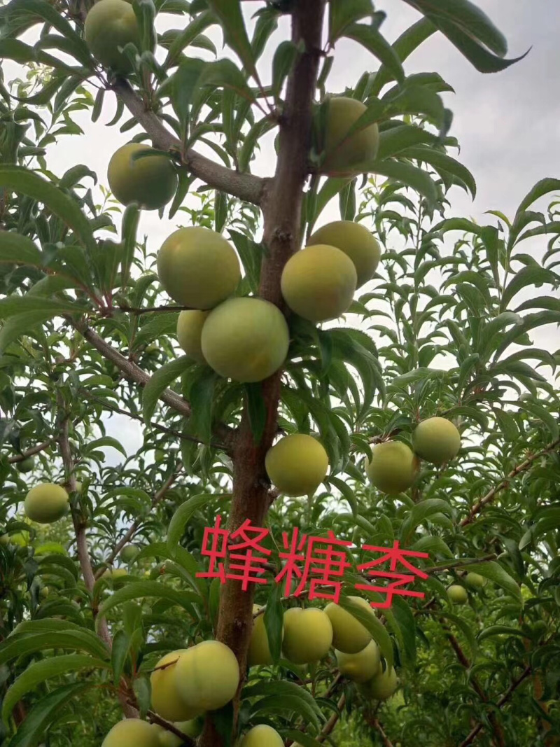 （🈶️好货）蜂糖李、红翠李、5⃣️月脆、青脆李
