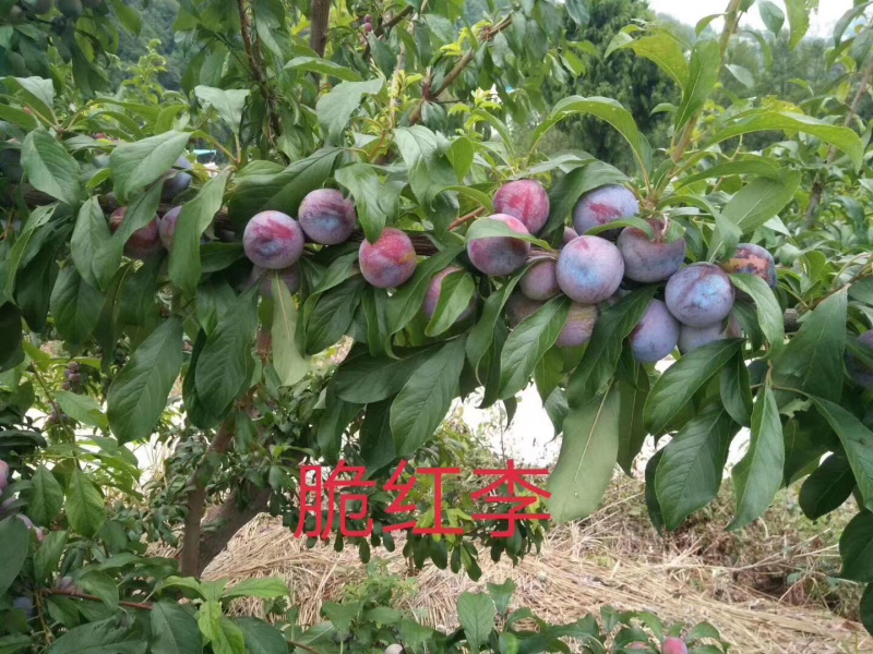 （🈶️好货）蜂糖李、红翠李、5⃣️月脆、青脆李