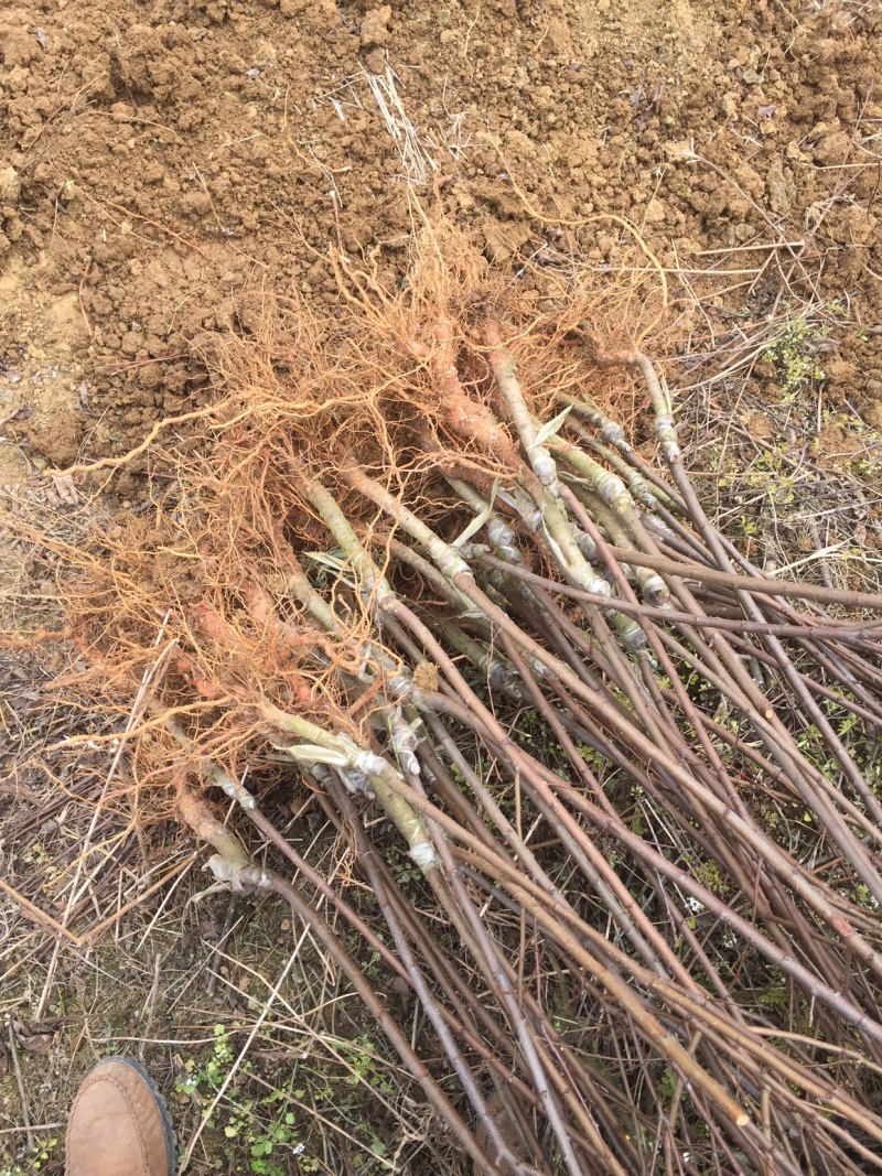 （🈶️好货）蜂糖李、红翠李、5⃣️月脆、青脆李
