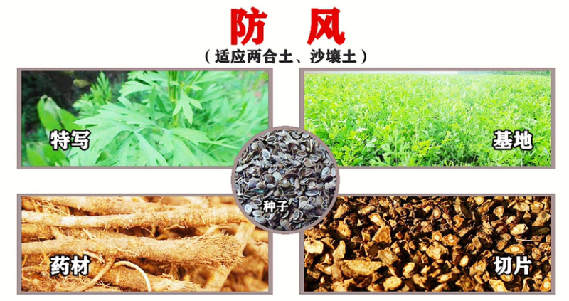 防风种子、优质新品种、优质货源出芽率达95%
