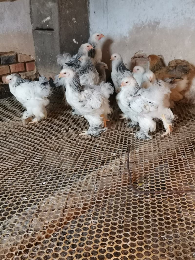 婆罗门鸡梵天鸡大型观赏鸡大体婆罗门鸡苗脱温婆罗门鸡