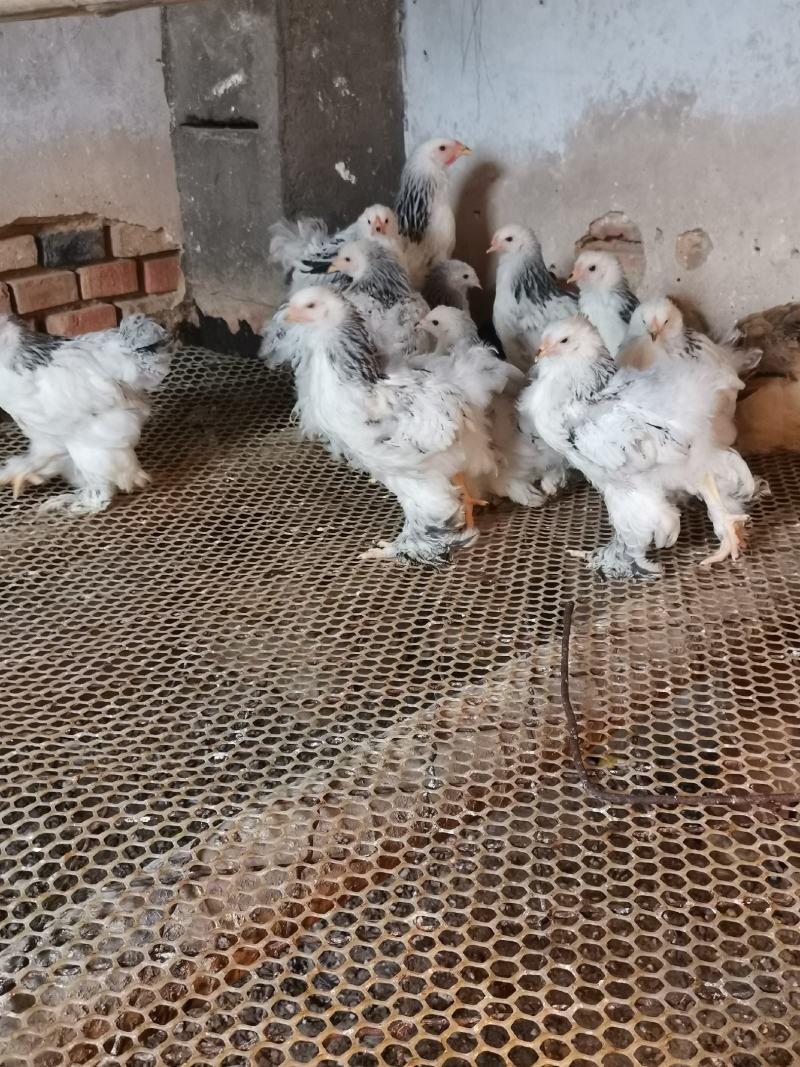婆罗门鸡梵天鸡大型观赏鸡大体婆罗门鸡苗脱温婆罗门鸡