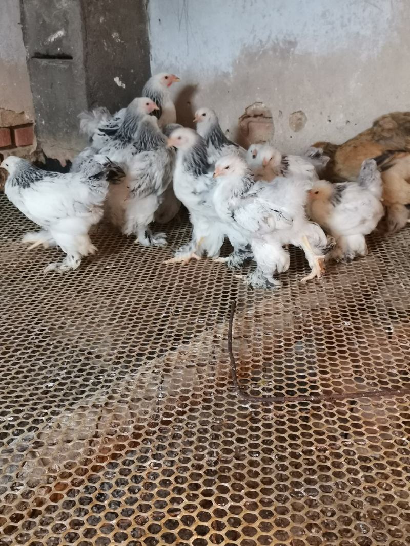 婆罗门鸡梵天鸡大型观赏鸡大体婆罗门鸡苗脱温婆罗门鸡