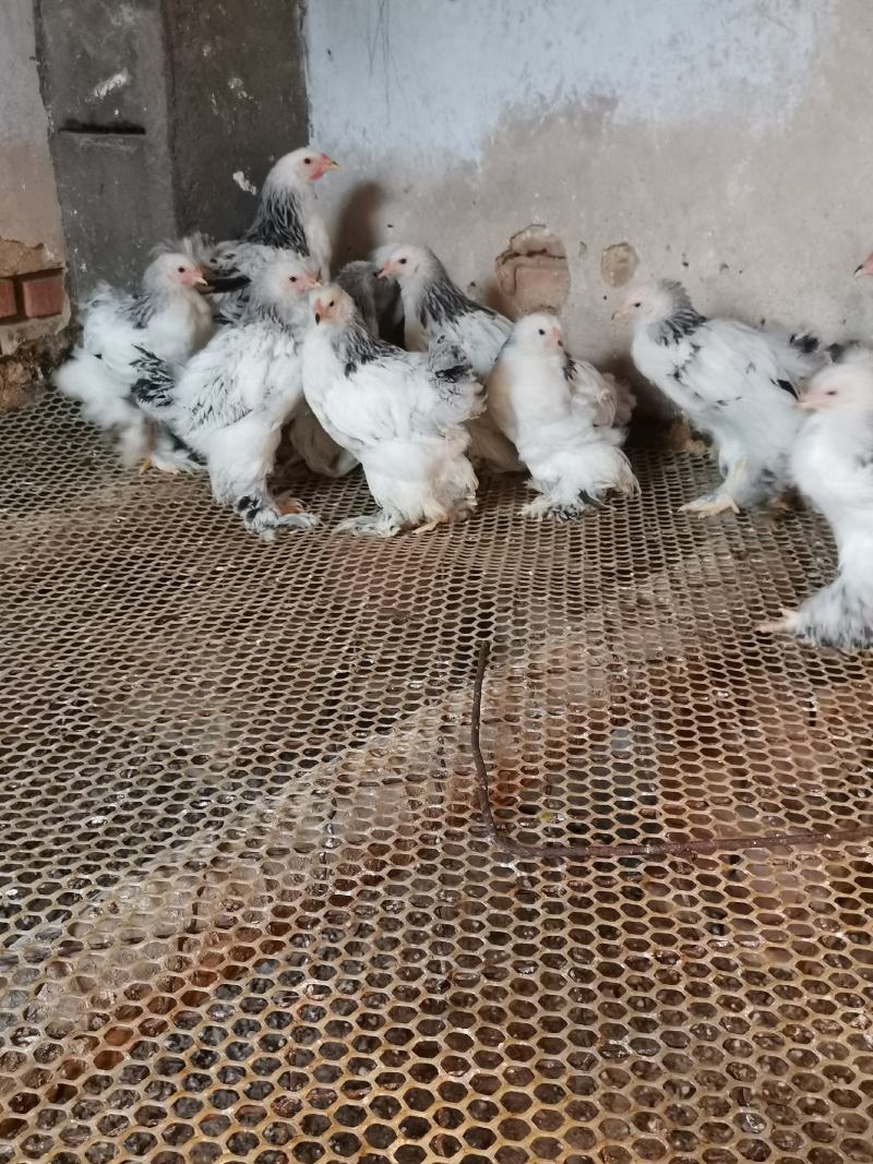 婆罗门鸡梵天鸡大型观赏鸡大体婆罗门鸡苗脱温婆罗门鸡