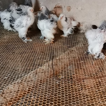 婆罗门鸡梵天鸡大型观赏鸡大体婆罗门鸡苗脱温婆罗门鸡