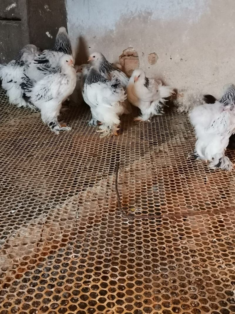 婆罗门鸡梵天鸡大型观赏鸡大体婆罗门鸡苗脱温婆罗门鸡