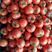 【齐达利西红柿】山东西红柿全国发货耐运输欢迎电话咨询