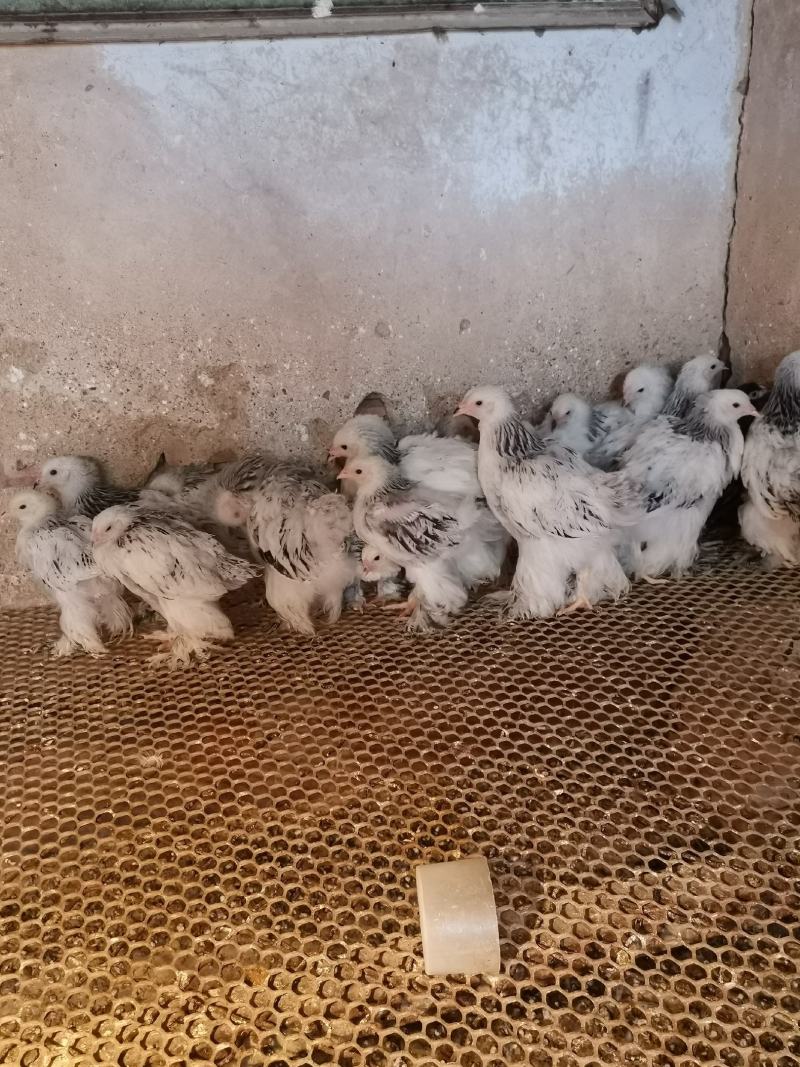 婆罗门鸡梵天鸡大型观赏鸡大体婆罗门鸡苗脱温婆罗门鸡