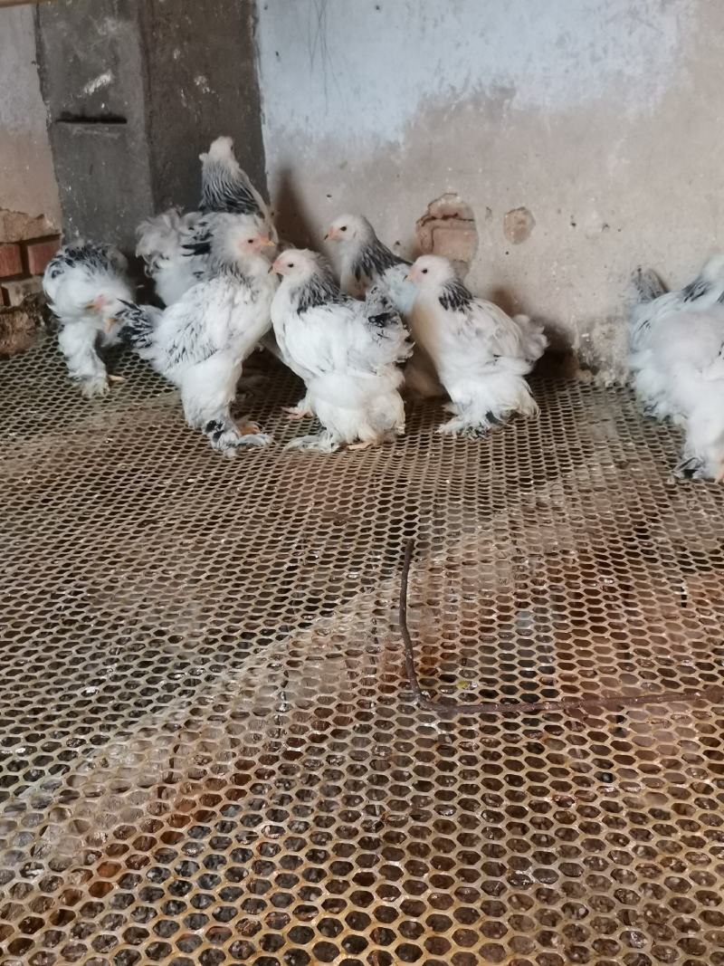婆罗门鸡梵天鸡大型观赏鸡大体婆罗门鸡苗脱温婆罗门鸡