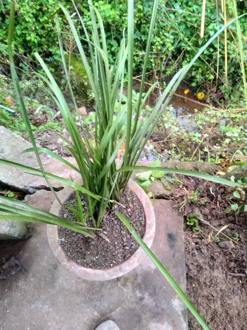 .绿植春兰盆景，春兰盆景适应阳台及庭院栽培。