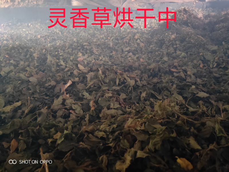 广西金秀大瑶灵香草用于放衣柜书柜防虫驱虫