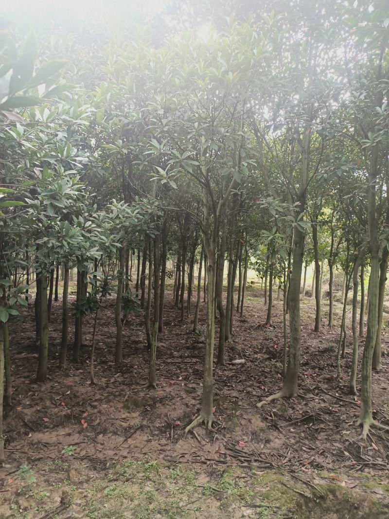 杜英4~6cm4~6cm2.5~3米