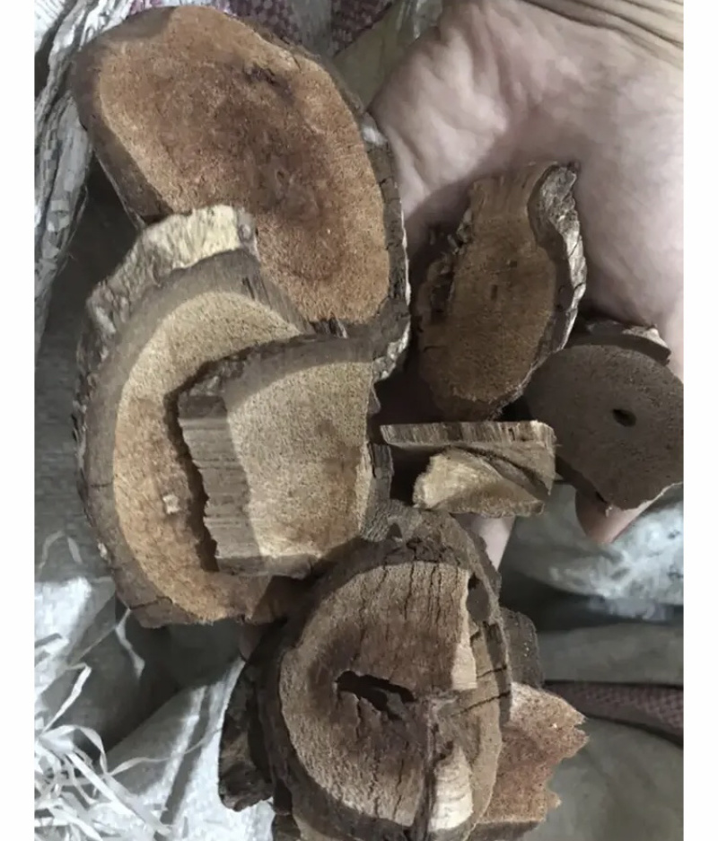 黑老虎黑老虎根过山风实物拍摄！！发货如图！
