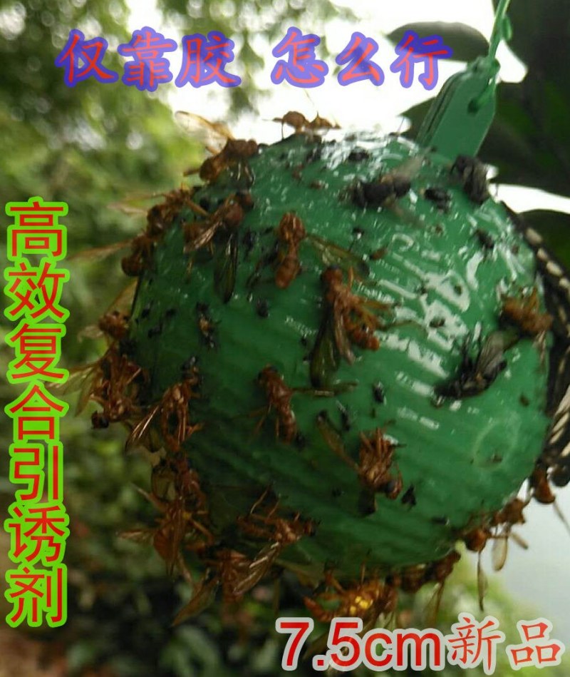 果蝇球粘虫球柑橘大实蝇诱蝇球诱虫球诱粘球诱捕球瓜实蝇诱捕