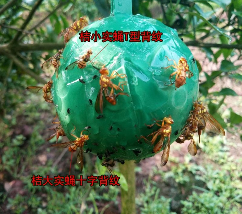 果蝇球粘虫球柑橘大实蝇诱蝇球诱虫球诱粘球诱捕球瓜实蝇诱捕