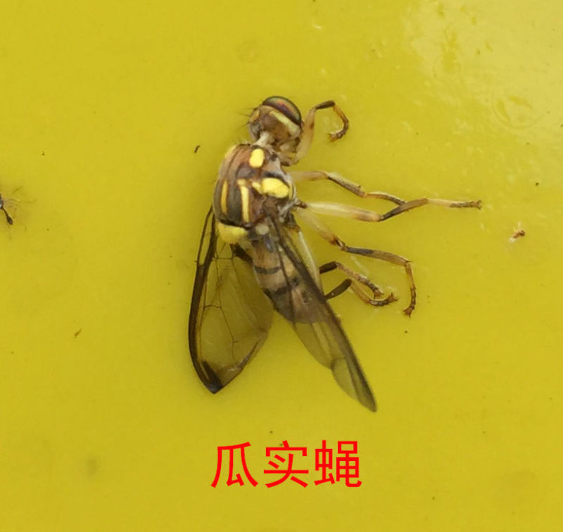 果蝇球粘虫球柑橘大实蝇诱蝇球诱虫球诱粘球诱捕球瓜实蝇诱捕
