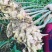 云南小黄姜，货品优美，价格美美。