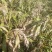 六谷大量上市了，需要的联系了，带壳的薏仁米现在便宜处理