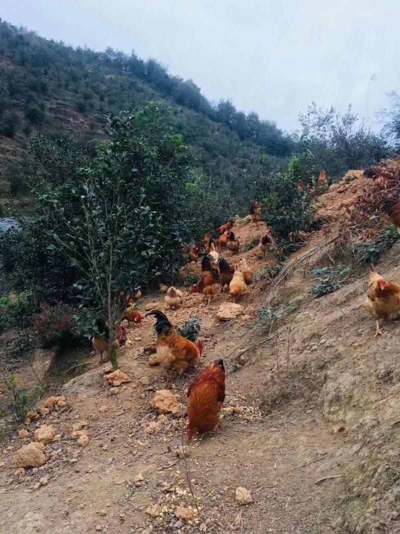 农家散养土鸡不打任何激素