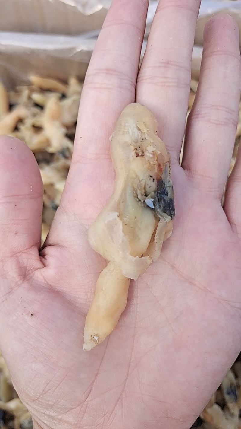 蛏子干，大量新货，干度好，淡干的不咸，无任何杂质，