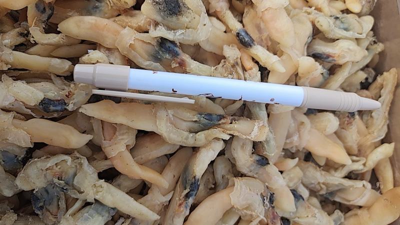 蛏子干，大量新货，干度好，淡干的不咸，无任何杂质，