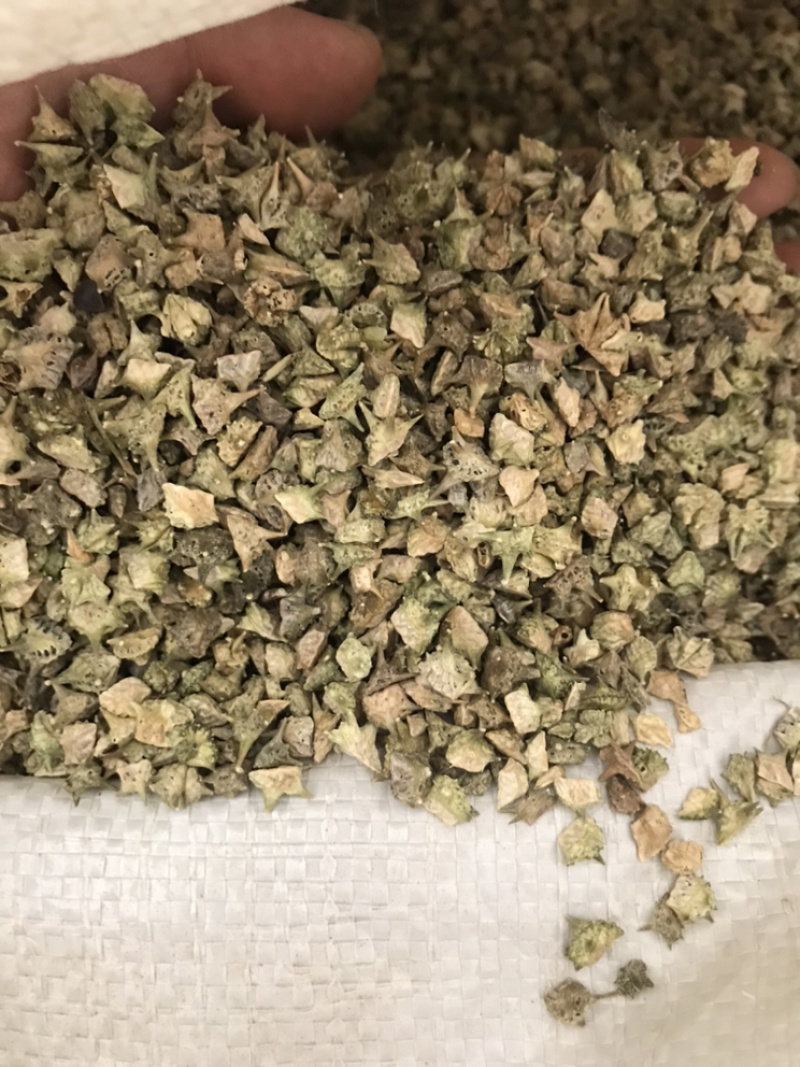 白疾黎蒺藜白蒺藜三角刺野菱角蒺藜刺刺蒺藜炒蒺藜炒疾黎