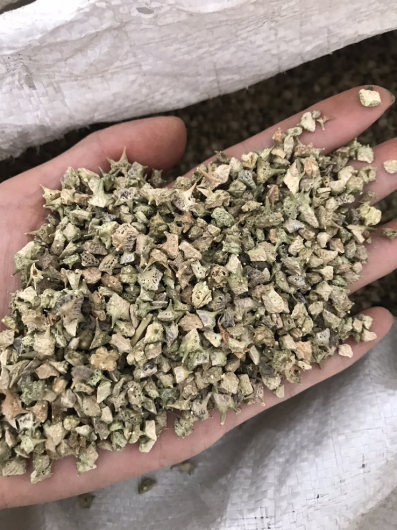 白疾黎蒺藜白蒺藜三角刺野菱角蒺藜刺刺蒺藜炒蒺藜炒疾黎