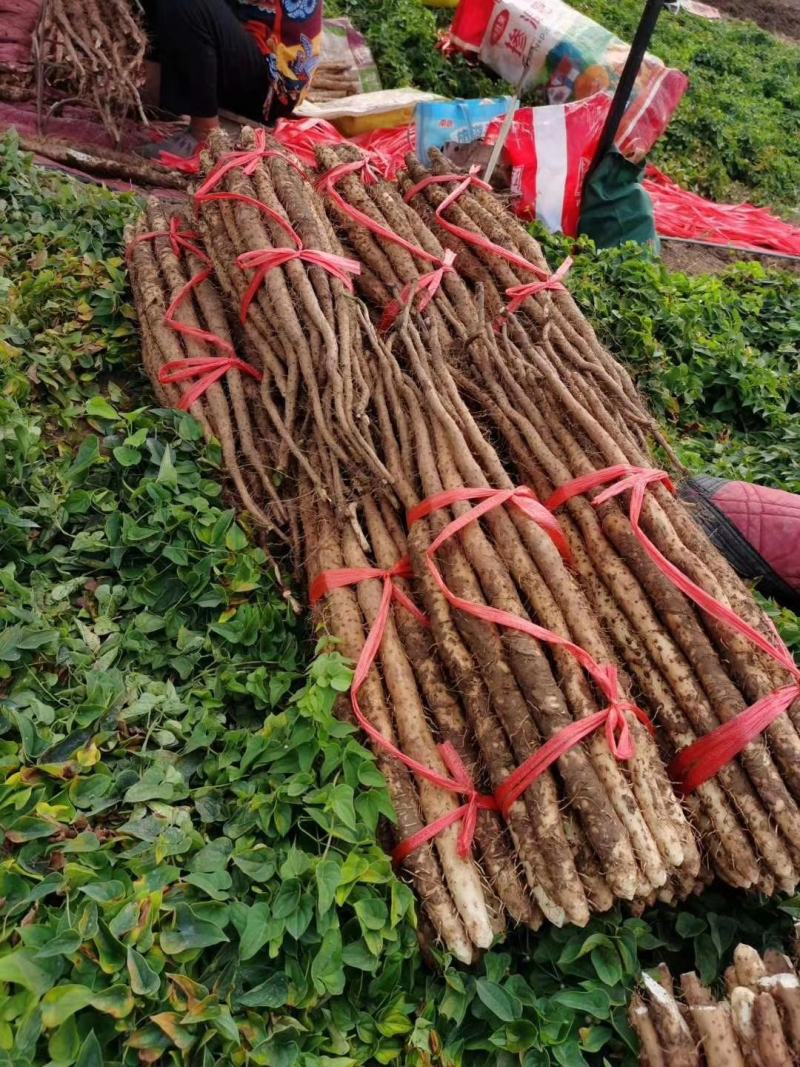 正宗焦作纯垆土地铁棍山药假一赔十正宗