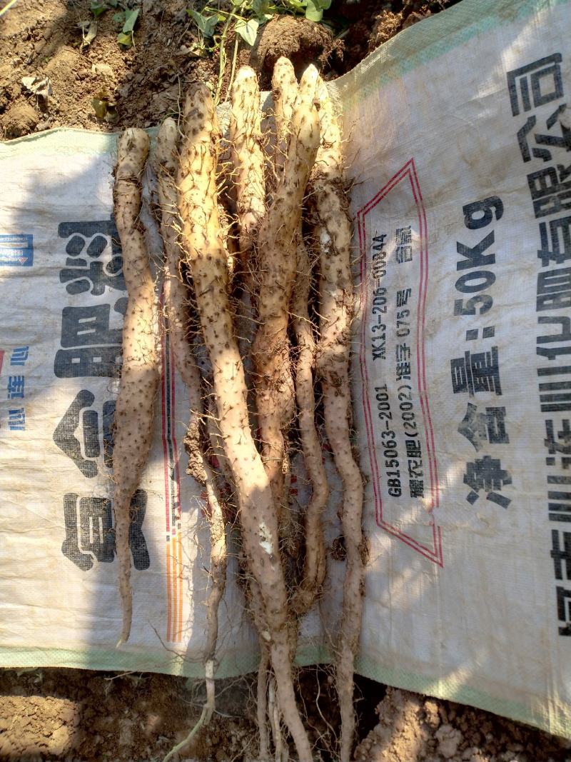 正宗焦作纯垆土地铁棍山药假一赔十正宗