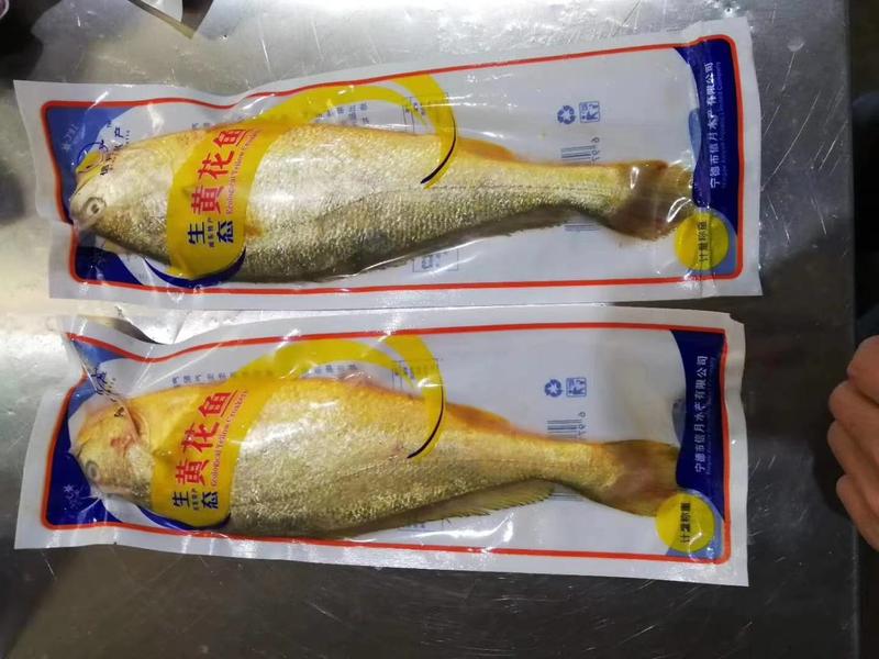 大黄鱼全规格，上海大量发货