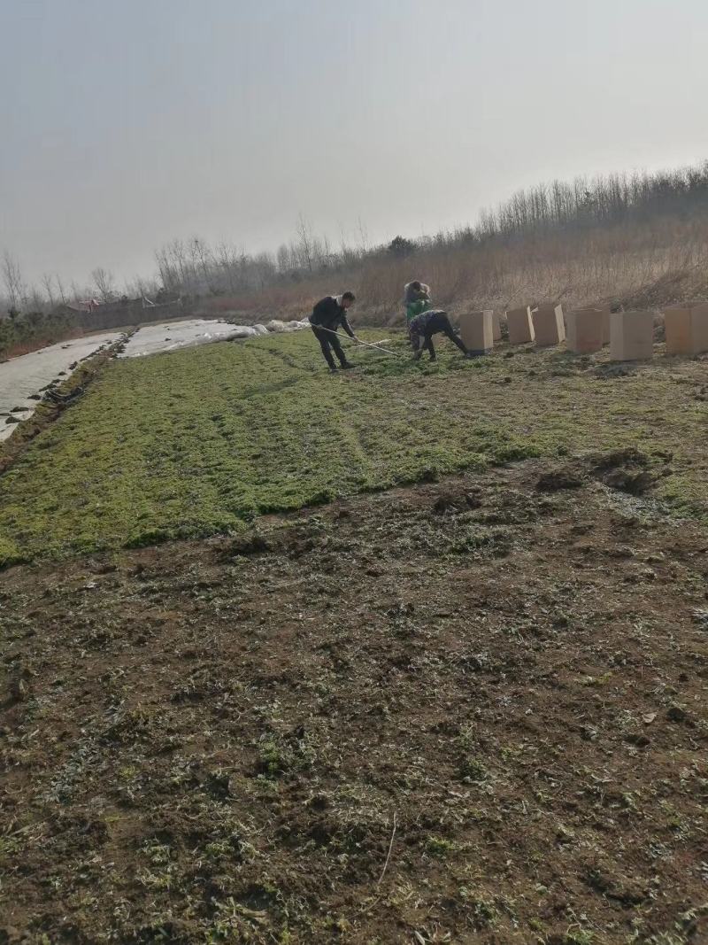 佛甲草基地一手货源大量出售苗圃大量供应