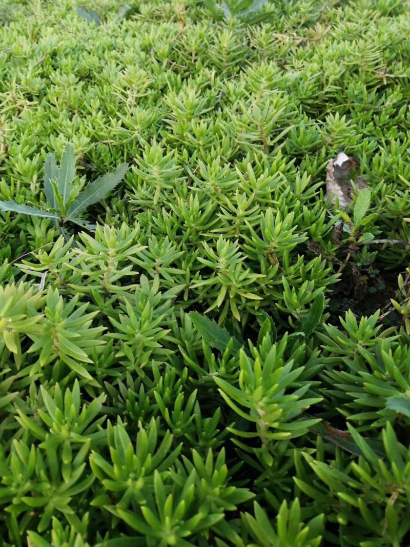 佛甲草基地一手货源大量出售苗圃大量供应