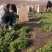 佛甲草基地一手货源大量出售苗圃大量供应