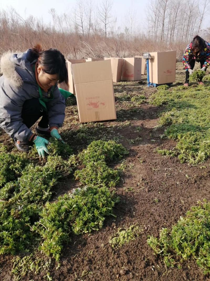 佛甲草基地一手货源大量出售苗圃大量供应