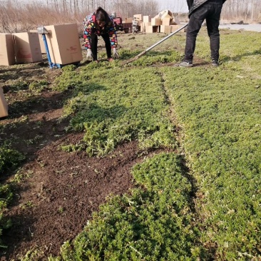 佛甲草基地一手货源大量出售苗圃大量供应