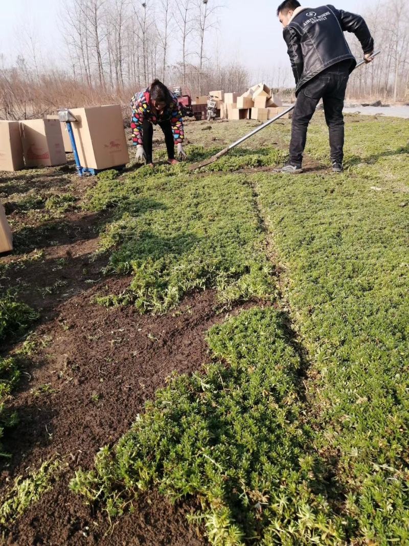 佛甲草基地一手货源大量出售苗圃大量供应