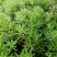 佛甲草基地一手货源大量出售苗圃大量供应
