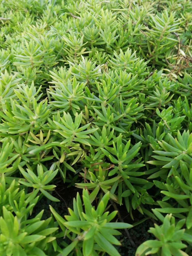 佛甲草基地一手货源大量出售苗圃大量供应