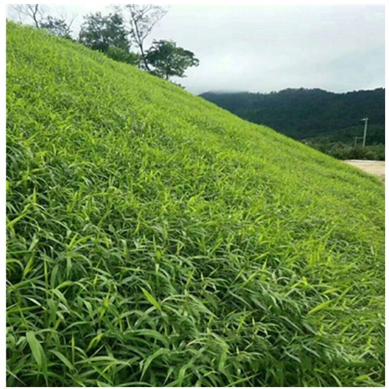 狗尾草种子观赏型护坡狗尾巴草耐热耐旱地耐贫瘠芮草牧草杂草