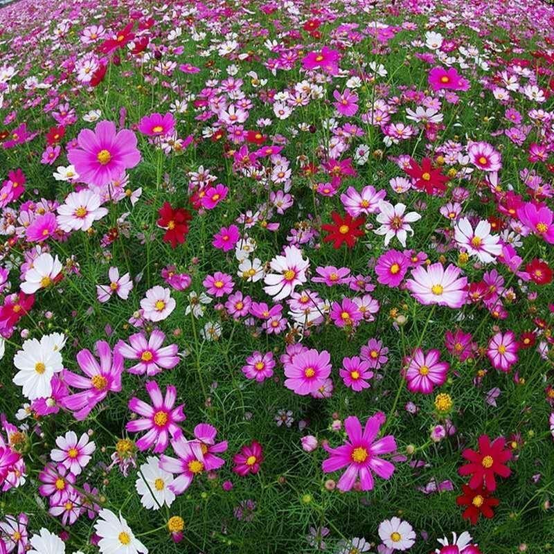 格桑花种子波斯菊种子花种子观赏花海景区观赏