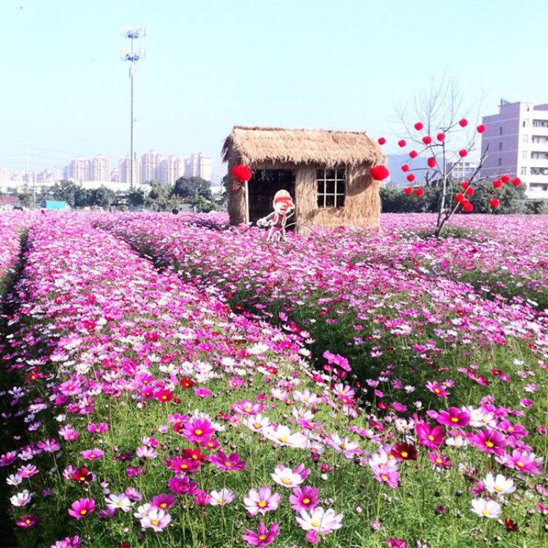 格桑花种子波斯菊种子花种子观赏花海景区观赏