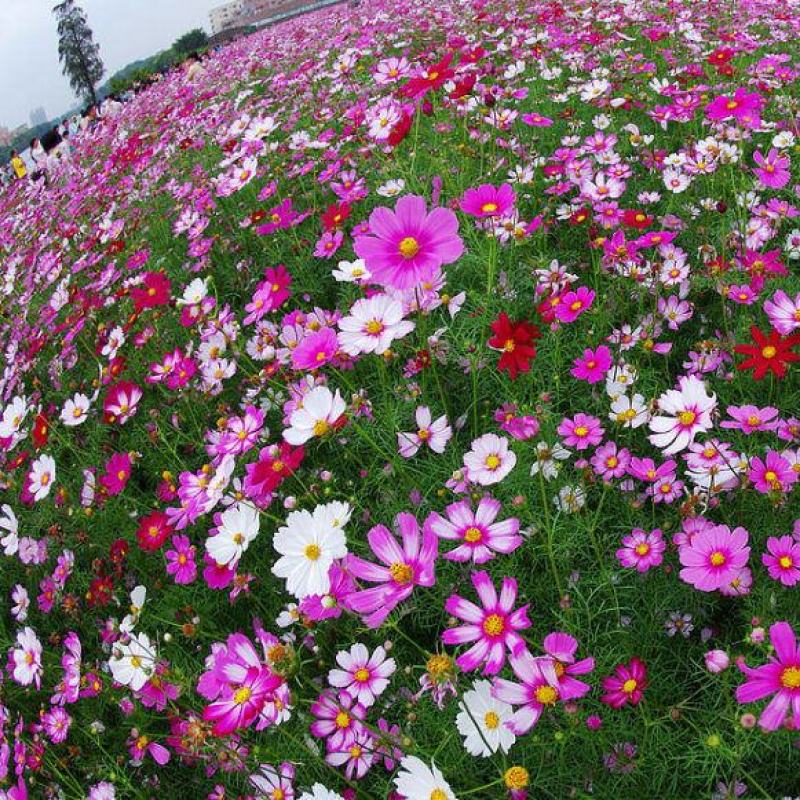 格桑花种子波斯菊种子花种子观赏花海景区观赏