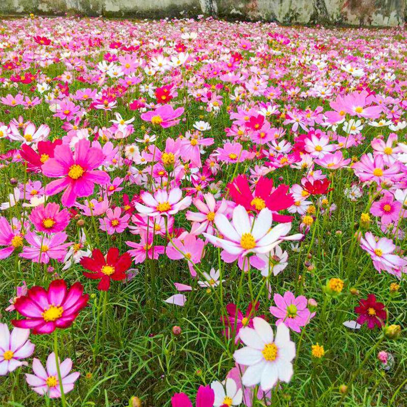 格桑花种子波斯菊种子花种子观赏花海景区观赏