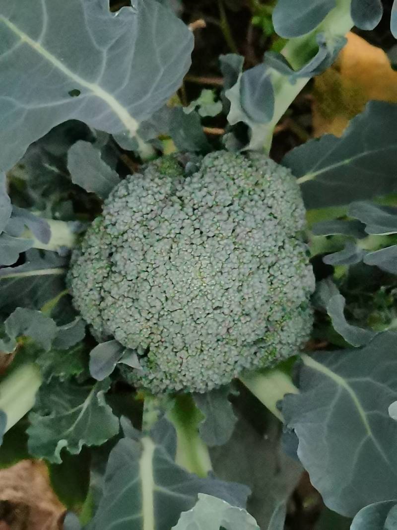 合作社自产绿色有机西兰花