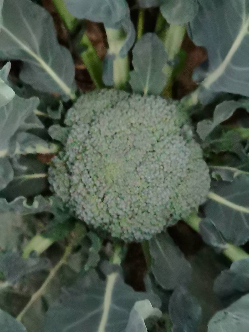 合作社自产绿色有机西兰花