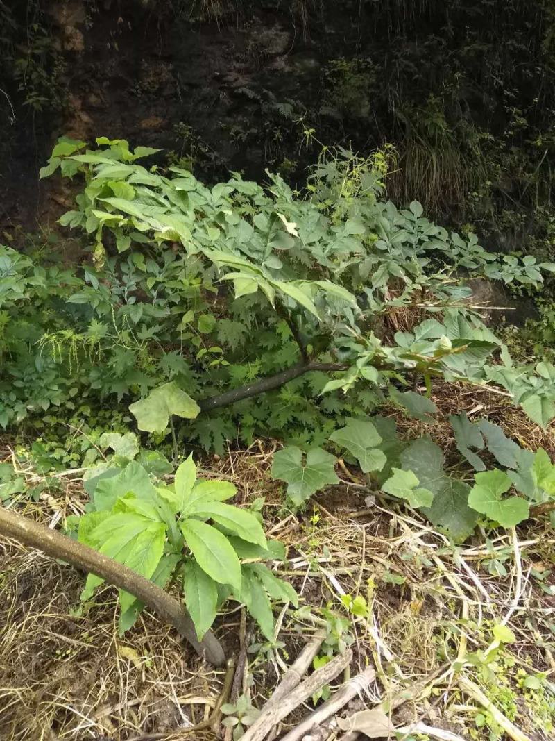 魔芋陕西优质野生魔芋批发零售量大从优