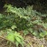 魔芋陕西优质野生魔芋批发零售量大从优