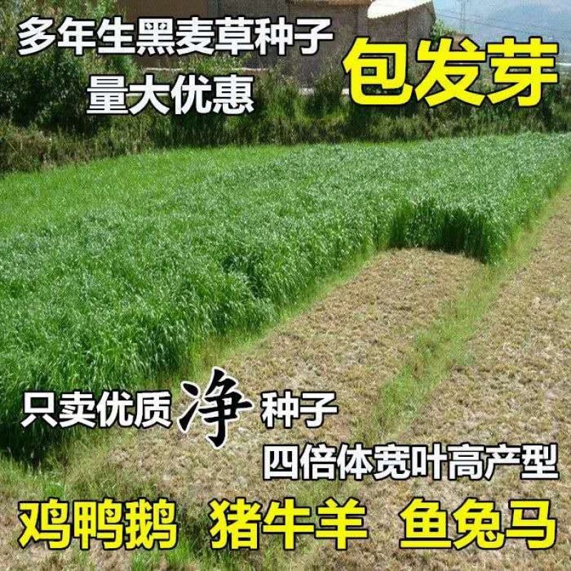 冬牧70黑麦草种子养殖鸡鸭鹅猪牛羊四季大叶耐寒高产秋冬牧