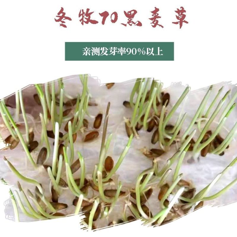 冬牧70黑麦草种子养殖鸡鸭鹅猪牛羊四季大叶耐寒高产秋冬牧